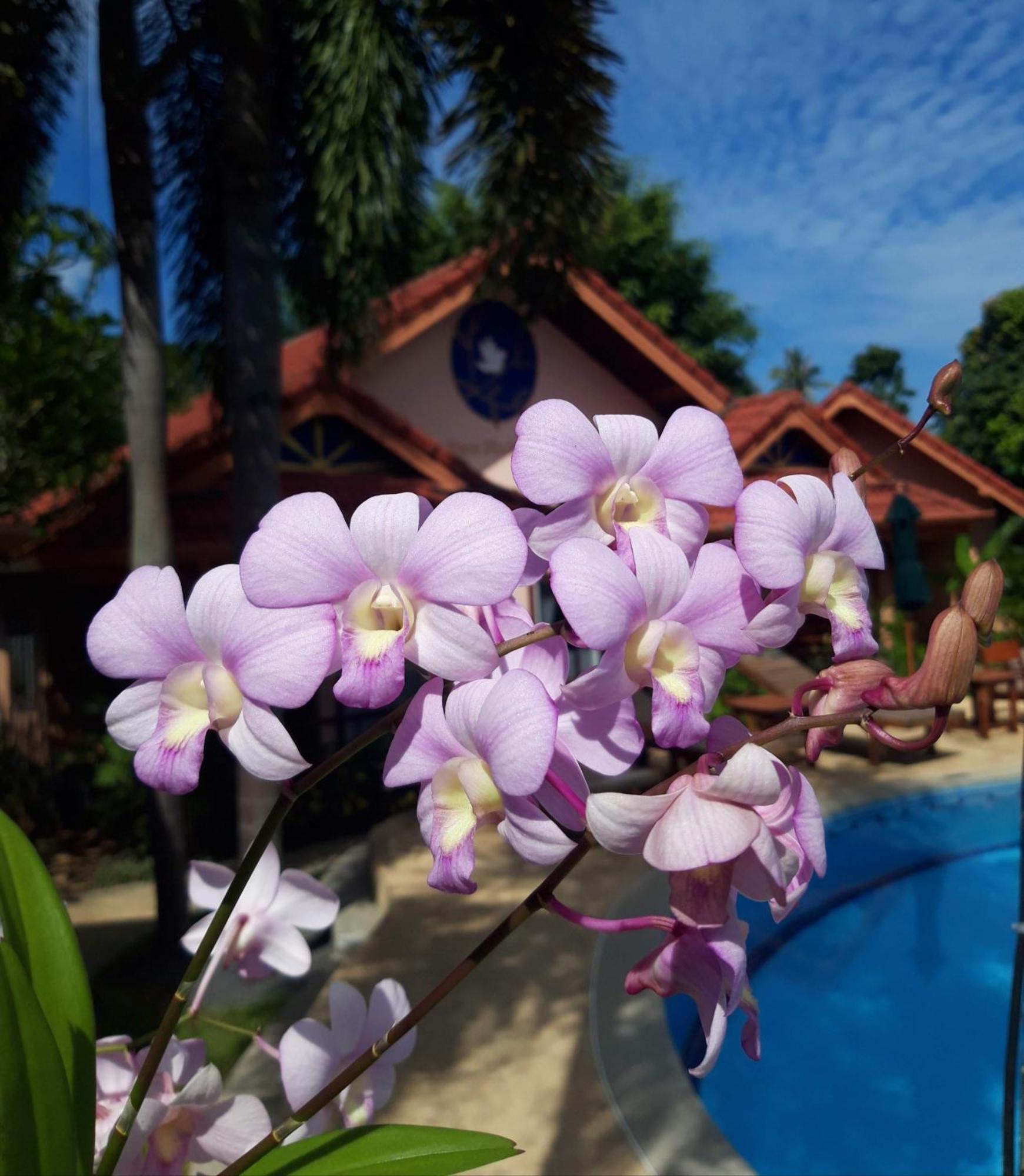 The Pace Phuket Boutique Resort Rawai Zewnętrze zdjęcie