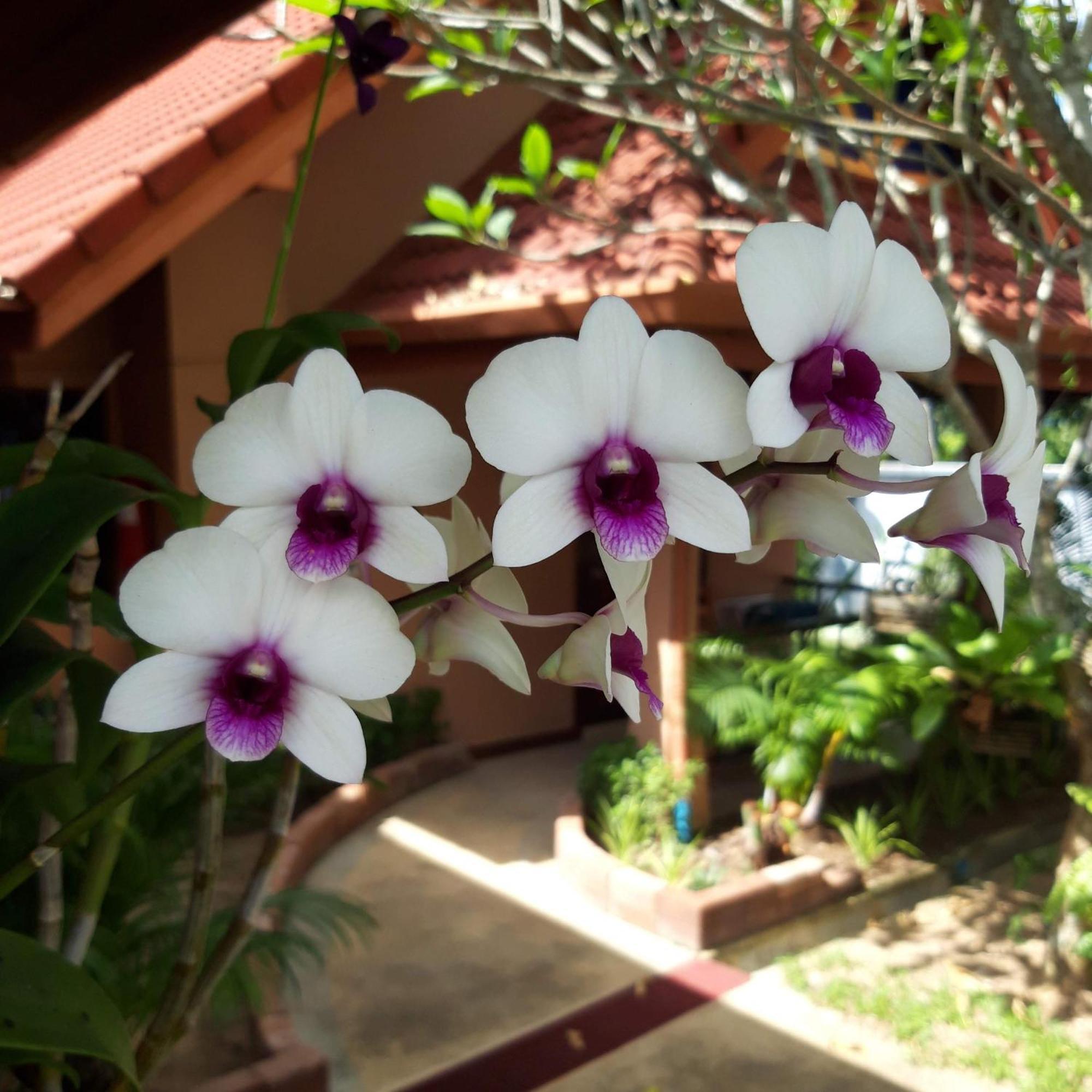 The Pace Phuket Boutique Resort Rawai Zewnętrze zdjęcie